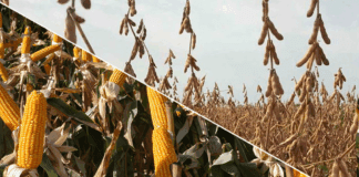 Crecen cultivos de soja y maíz