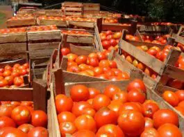 MAG mantiene restricción a importación hortícola para proteger producción nacional