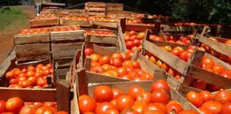 MAG mantiene restricción a importación hortícola para proteger producción nacional